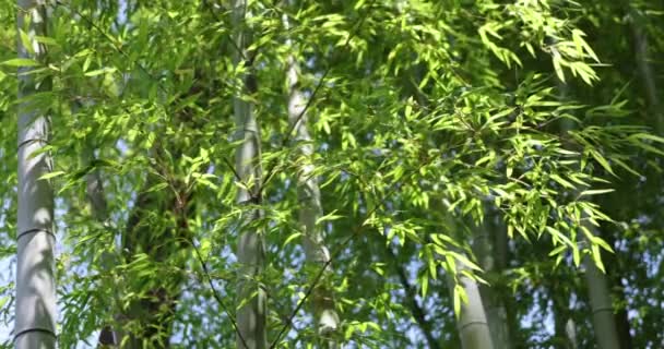 Hojas Bambú Verde Bosque Japonés Día Soleado Primavera Imágenes Alta — Vídeos de Stock