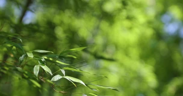 Зелений Бамбук Лишає Японському Лісі Весною Сонячним Днем Високоякісні Кадрів — стокове відео