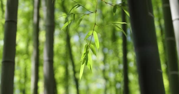 Zöld Bambusz Levelek Japán Erdőben Tavaszi Napsütésben Kiváló Minőségű Felvétel — Stock videók