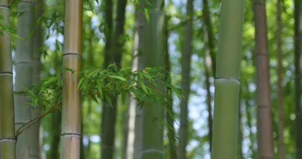 Πράσινα Φύλλα Μπαμπού Στο Ιαπωνικό Δάσος Την Ανοιξιάτικη Ηλιόλουστη Μέρα — Αρχείο Βίντεο