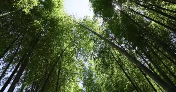 Зеленый Бамбуковый Лес Весной Солнечный День Токио Высококачественные Кадры Итабаси — стоковое видео