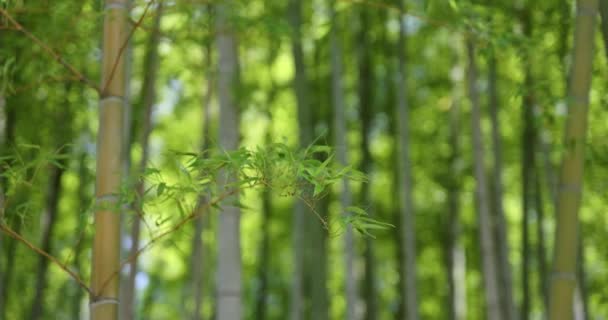 Hojas Bambú Verde Bosque Japonés Día Soleado Primavera Imágenes Alta — Vídeo de stock