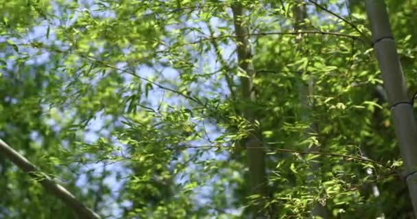 Foglie Bambù Verde Nella Foresta Giapponese Primavera Giornata Sole Filmati — Video Stock