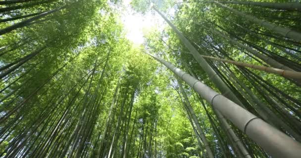 Bosque Bambú Verde Primavera Tokio Día Soleado Imágenes Alta Calidad — Vídeos de Stock
