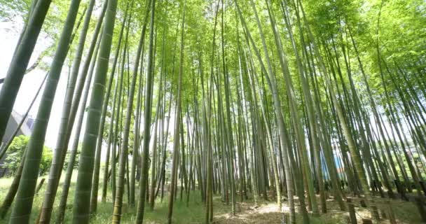 Ein Grüner Bambuswald Frühling Einem Sonnigen Tag Tokio Hochwertiges Filmmaterial — Stockvideo
