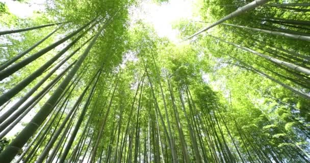 Зеленый Бамбуковый Лес Весной Солнечный День Токио Высококачественные Кадры Итабаси — стоковое видео