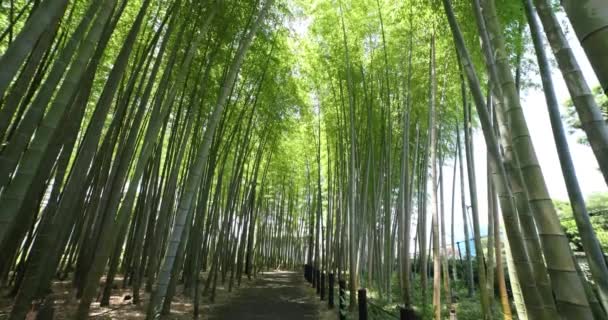 Zelený Bambusový Les Jaře Tokijském Slunečném Dni Kvalitní Záběry Itabashi — Stock video