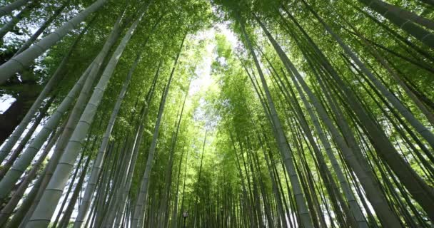 Bosque Bambú Verde Primavera Tokio Día Soleado Imágenes Alta Calidad — Vídeos de Stock
