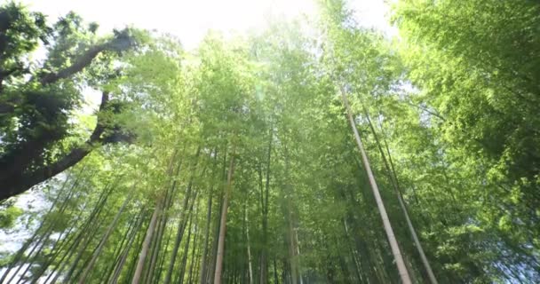 Egy Zöld Bambusz Erdő Tavasszal Tokióban Napsütéses Nap Kiváló Minőségű — Stock videók