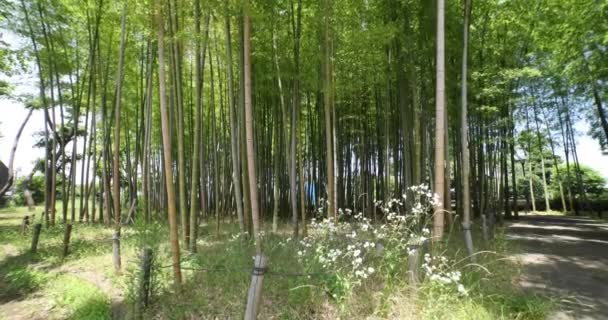 東京の晴れた日の春に緑の竹の森 高品質4K映像 板橋区大門東京都06 2023竹の子公園と呼ばれる公園です — ストック動画