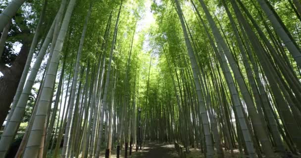 Een Groen Bamboo Woud Het Voorjaar Tokio Zonnige Dag Hoge — Stockvideo