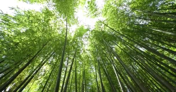 Egy Zöld Bambusz Erdő Tavasszal Tokióban Napsütéses Nap Kiváló Minőségű — Stock videók