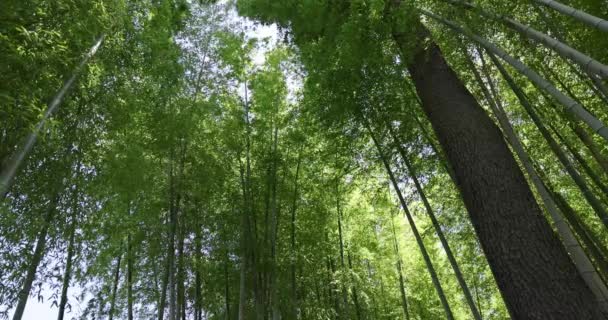 Baharda Tokyo Güneşli Bir Günde Yeşil Bir Bambu Ormanı Yüksek — Stok video