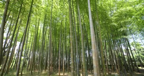 Ένα Πράσινο Δάσος Μπαμπού Την Άνοιξη Στο Τόκιο Ηλιόλουστη Μέρα — Αρχείο Βίντεο