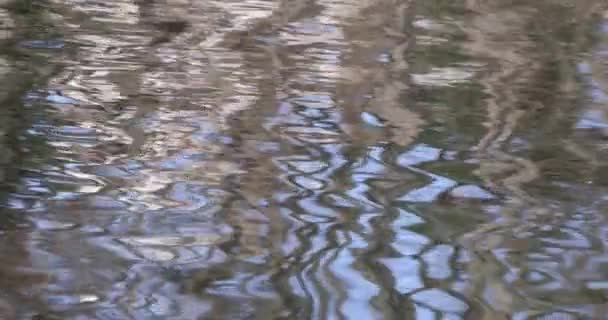Slow Motion Water Surface Pond High Quality Footage Musashino District — Stock Video