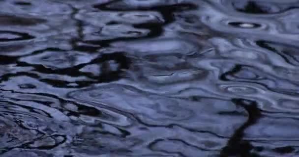 Långsam Rörelse Vattenytan Dammen Högkvalitativ Film Musashinodistriktet Tokyo Japan 2023 — Stockvideo