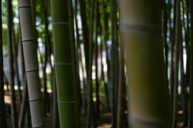 Baharda yeşil bir bambu ormanı güneşli bir günde yakın çekim. Yüksek kalite fotoğraf. Itabashi bölgesi Daimon Tokyo 06.17.2023 Bu parka Takenoko Parkı denir..