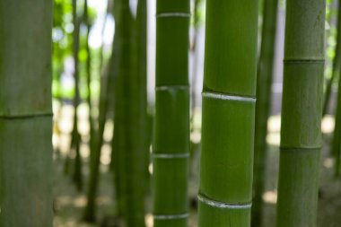 Baharda yeşil bir bambu ormanı güneşli bir günde kapanıyor. Yüksek kalite fotoğraf. Itabashi bölgesi Daimon Tokyo 06.17.2023 Bu parka Takenoko Parkı denir..