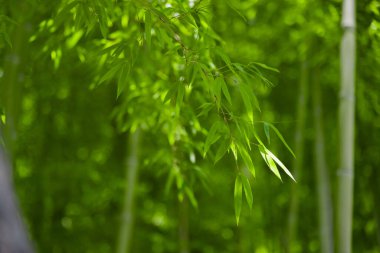 Bahar güneşli bir günde Japon ormanında yeşil bambu yaprakları. Yüksek kalite fotoğraf. Itabashi bölgesi Daimon Tokyo 06.07.2023 Bu parkın adı Takenoko Parkı.