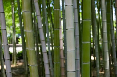 Baharda yeşil bir bambu ormanı güneşli bir günde yakın çekim. Yüksek kalite fotoğraf. Itabashi bölgesi Daimon Tokyo 06.17.2023 Bu parka Takenoko Parkı denir..