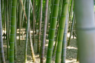 Baharda güneşli bir günde yeşil bir bambu ormanı. Yüksek kalite fotoğraf. Itabashi bölgesi Daimon Tokyo 06.17.2023 Bu parka Takenoko Parkı denir..