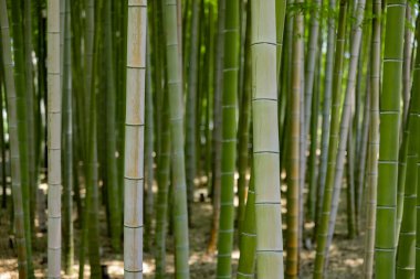 Baharda yeşil bir bambu ormanı güneşli bir günde yakın çekim. Yüksek kalite fotoğraf. Itabashi bölgesi Daimon Tokyo 06.17.2023 Bu parka Takenoko Parkı denir..