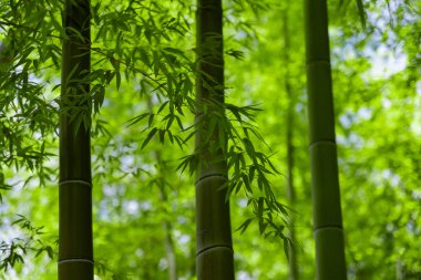 Bahar güneşli bir günde Japon ormanında yeşil bambu yaprakları. Yüksek kalite fotoğraf. Itabashi bölgesi Daimon Tokyo 06.07.2023 Bu parkın adı Takenoko Parkı.