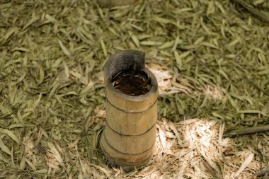 Baharda yeşil bir bambu ormanı güneşli bir günde yakından aşağı bakıyor. Yüksek kalite fotoğraf. Itabashi bölgesi Daimon Tokyo 06.17.2023 Bu parka Takenoko Parkı denir..