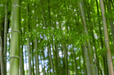 Bahar güneşli bir günde Japon ormanında yeşil bambu yaprakları. Yüksek kalite fotoğraf. Itabashi bölgesi Daimon Tokyo 06.07.2023 Bu parkın adı Takenoko Parkı.