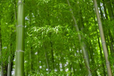 Bahar güneşli bir günde Japon ormanında yeşil bambu yaprakları. Yüksek kalite fotoğraf. Itabashi bölgesi Daimon Tokyo 06.07.2023 Bu parkın adı Takenoko Parkı.