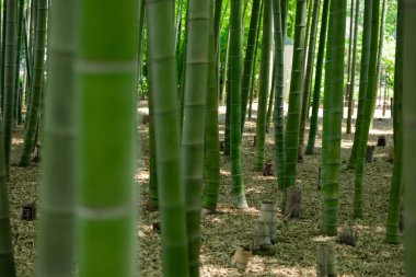 Baharda güneşli bir günde yeşil bir bambu ormanı. Yüksek kalite fotoğraf. Itabashi bölgesi Daimon Tokyo 06.17.2023 Bu parka Takenoko Parkı denir..