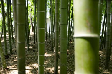 Baharda yeşil bir bambu ormanı güneşli bir günde yakın çekim. Yüksek kalite fotoğraf. Itabashi bölgesi Daimon Tokyo 06.17.2023 Bu parka Takenoko Parkı denir..