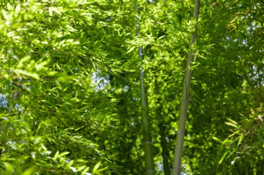 Bahar güneşli bir günde Japon ormanında yeşil bambu yaprakları. Yüksek kalite fotoğraf. Itabashi bölgesi Daimon Tokyo 06.07.2023 Bu parkın adı Takenoko Parkı.