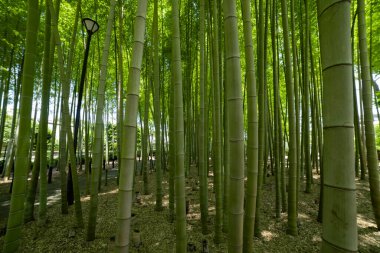 Baharda güneşli bir günde yeşil bir bambu ormanı. Yüksek kalite fotoğraf. Itabashi bölgesi Daimon Tokyo 06.17.2023 Bu parka Takenoko Parkı denir..