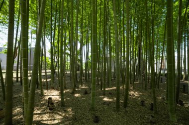 Baharda güneşli bir günde yeşil bir bambu ormanı. Yüksek kalite fotoğraf. Itabashi bölgesi Daimon Tokyo 06.17.2023 Bu parka Takenoko Parkı denir..