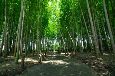 Baharda yeşil bir bambu ormanı. Güneşli bir gün. Yüksek kalite fotoğraf. Itabashi bölgesi Daimon Tokyo 06.17.2023 Bu parka Takenoko Parkı denir..