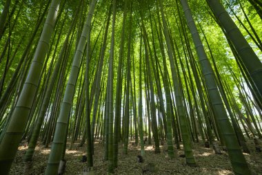 Baharda güneşli bir günde yeşil bir bambu ormanı. Yüksek kalite fotoğraf. Itabashi bölgesi Daimon Tokyo 06.17.2023 Bu parka Takenoko Parkı denir..