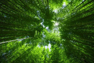 Baharda yeşil bir bambu ormanı. Güneşli bir gün. Geniş ve üst çekim. Yüksek kalite fotoğraf. Itabashi bölgesi Daimon Tokyo 06.17.2023 Bu parka Takenoko Parkı denir..