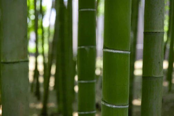 Una Foresta Bambù Verde Primavera Giornata Sole Vicino Foto Alta — Foto Stock