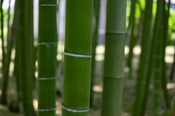 Egy Zöld Bambuszerdő Tavaszi Napsütéses Napon Közelről Kiváló Minőségű Fotó — Stock Fotó
