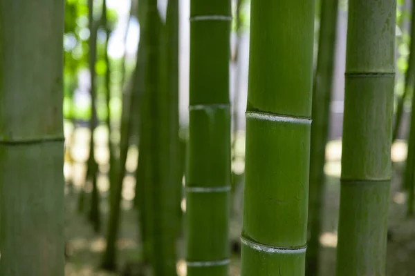 Een Groen Bamboe Bos Het Voorjaar Zonnige Dag Dichtbij Hoge — Stockfoto