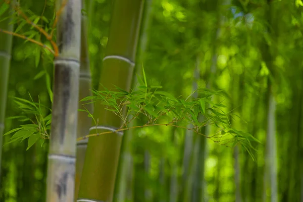 Πράσινα Φύλλα Μπαμπού Στο Ιαπωνικό Δάσος Την Ανοιξιάτικη Ηλιόλουστη Μέρα — Φωτογραφία Αρχείου