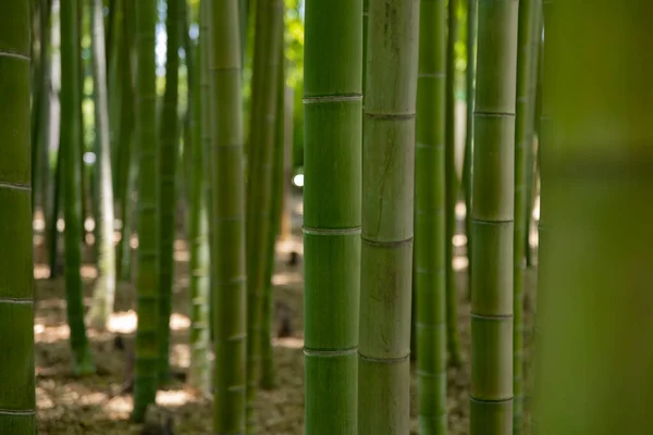 春天阳光明媚的日子里 一片翠绿的竹林映入眼帘 高质量的照片 Itabashi District Daimon Tokyo Japan 2023这个公园叫做Takenoko公园 — 图库照片