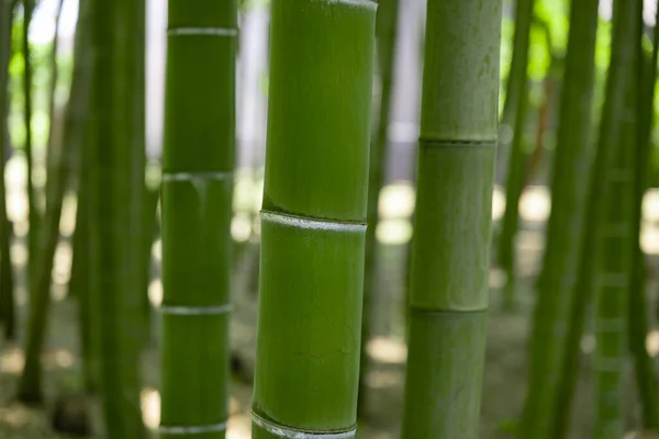 Egy Zöld Bambuszerdő Tavaszi Napsütéses Napon Közelről Kiváló Minőségű Fotó — Stock Fotó