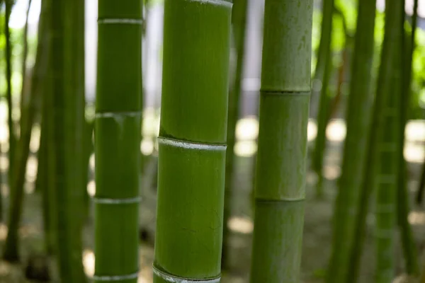Bosque Bambú Verde Primavera Día Soleado Tiro Cercano Foto Alta —  Fotos de Stock