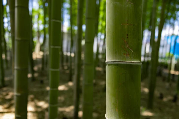 春天阳光明媚的日子里 一片翠绿的竹林逼近了 高质量的照片 Itabashi District Daimon Tokyo Japan 2023这个公园叫做Takenoko公园 — 图库照片