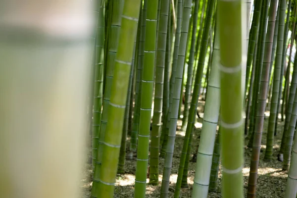 春天阳光明媚的日子里 一片翠绿的竹林映入眼帘 高质量的照片 Itabashi District Daimon Tokyo Japan 2023这个公园叫做Takenoko公园 — 图库照片