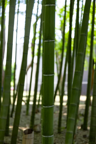 Egy Zöld Bambuszerdő Tavaszi Napsütésben Kiváló Minőségű Fotó Itabashi Kerület — Stock Fotó