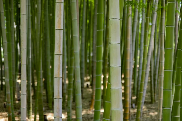 Een Groen Bamboe Woud Het Voorjaar Zonnige Dag Dichtbij Shot — Stockfoto