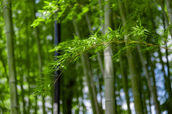 Zelené Bambusové Listy Japonském Lese Jarním Slunném Dni Kvalitní Fotka — Stock fotografie